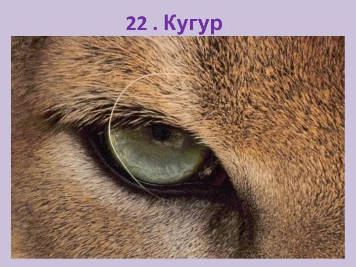 22 . Кугур