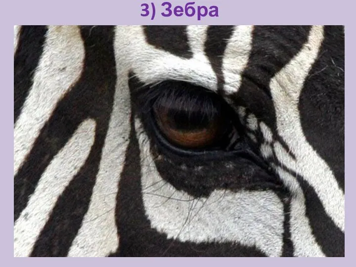 3) Зебра