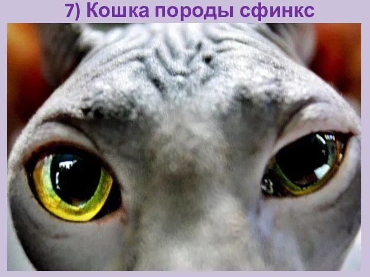 7) Кошка породы сфинкс