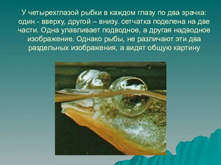 У четырехглазой рыбки в каждом глазу по два зрачка: один -