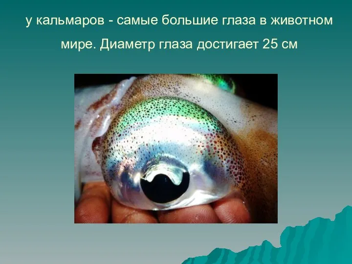 у кальмаров - самые большие глаза в животном мире. Диаметр глаза достигает 25 см