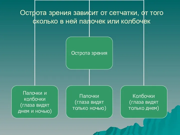 Острота зрения зависит от сетчатки, от того сколько в ней палочек или колбочек