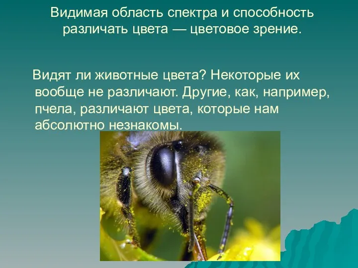 Видимая область спектра и способность различать цвета — цветовое зрение. Видят