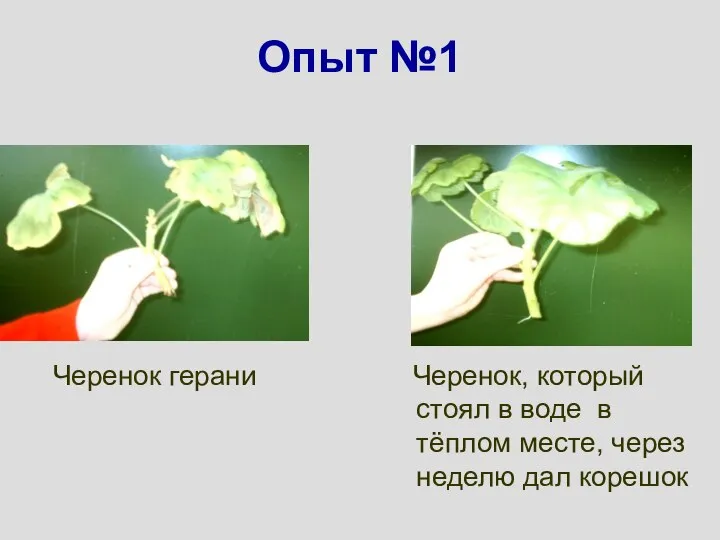 Опыт №1 Черенок герани Черенок, который стоял в воде в тёплом месте, через неделю дал корешок