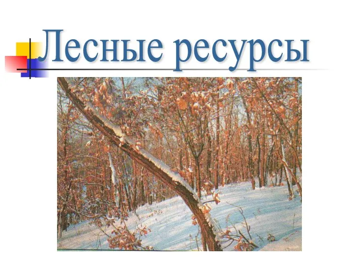 Лесные ресурсы