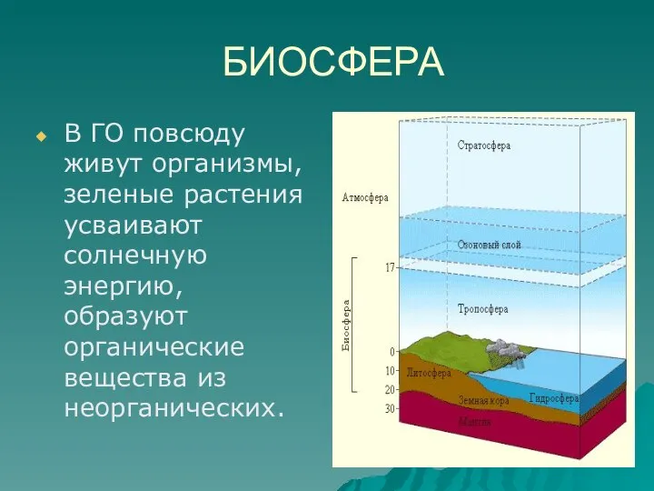 БИОСФЕРА В ГО повсюду живут организмы, зеленые растения усваивают солнечную энергию, образуют органические вещества из неорганических.