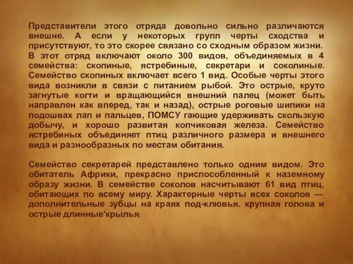 Представители этого отряда довольно сильно различаются внешне. А если у некоторых