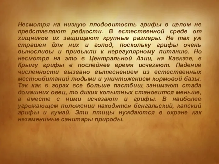 Несмотря на низкую плодовитость грифы в целом не представляют редкости. В