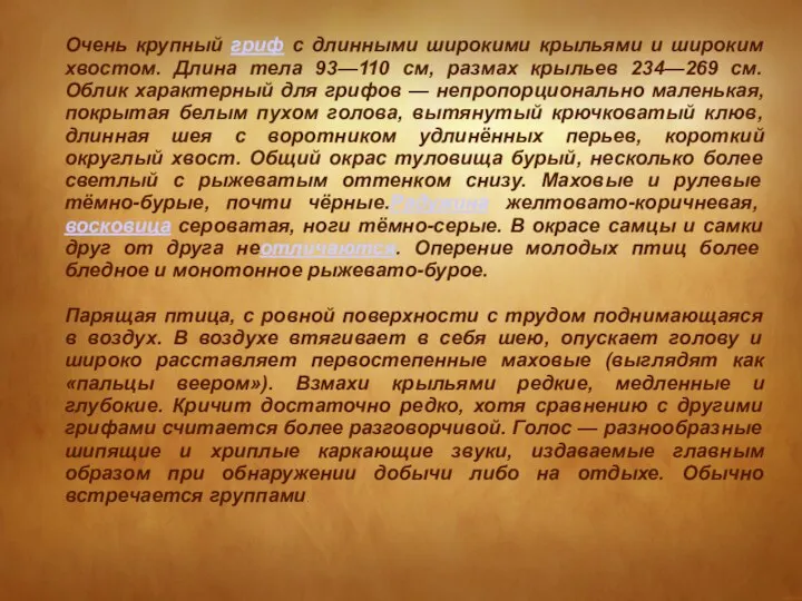 Очень крупный гриф с длинными широкими крыльями и широким хвостом. Длина