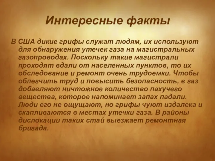 Интересные факты В США дикие грифы служат людям, их используют для