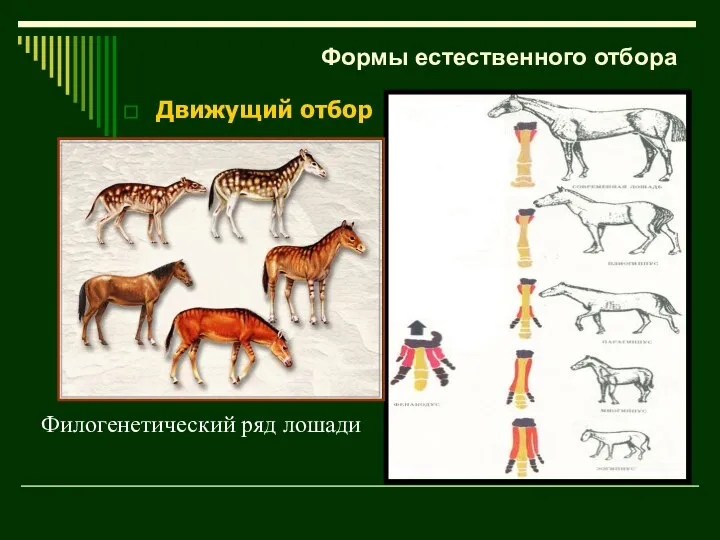Филогенетический ряд лошади Формы естественного отбора Движущий отбор