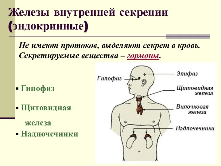 Железы внутренней секреции (эндокринные) Не имеют протоков, выделяют секрет в кровь.