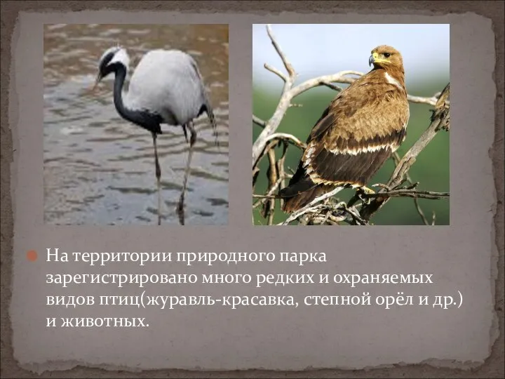 На территории природного парка зарегистрировано много редких и охраняемых видов птиц(журавль-красавка,