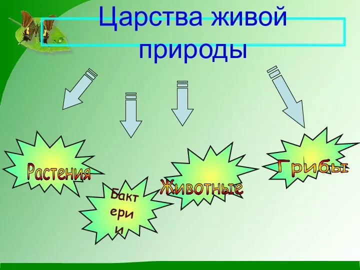 Царства живой природы Животные Растения Грибы Бактерии