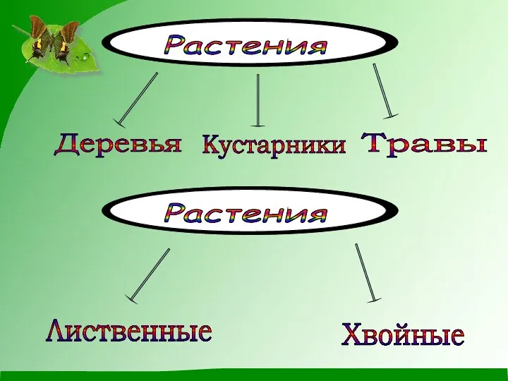 Деревья Кустарники Травы Лиственные Хвойные