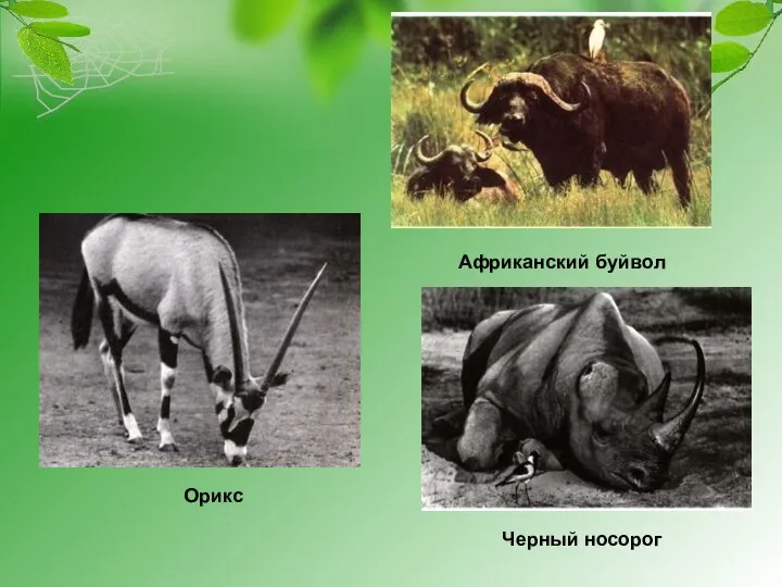 Орикс Африканский буйвол Черный носорог
