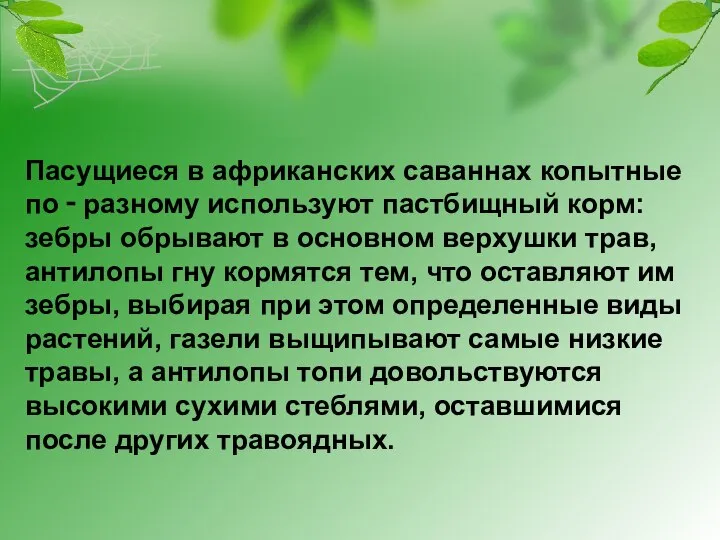 Пасущиеся в африканских саваннах копытные по ‑ разному используют пастбищный корм: