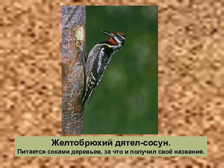 Желтобрюхий дятел-сосун. Питается соками деревьев, за что и получил своё название.