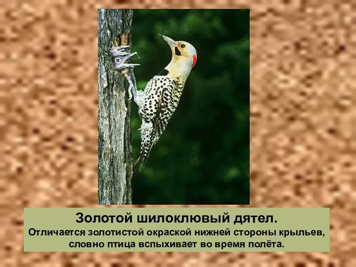 Золотой шилоклювый дятел. Отличается золотистой окраской нижней стороны крыльев, словно птица вспыхивает во время полёта.