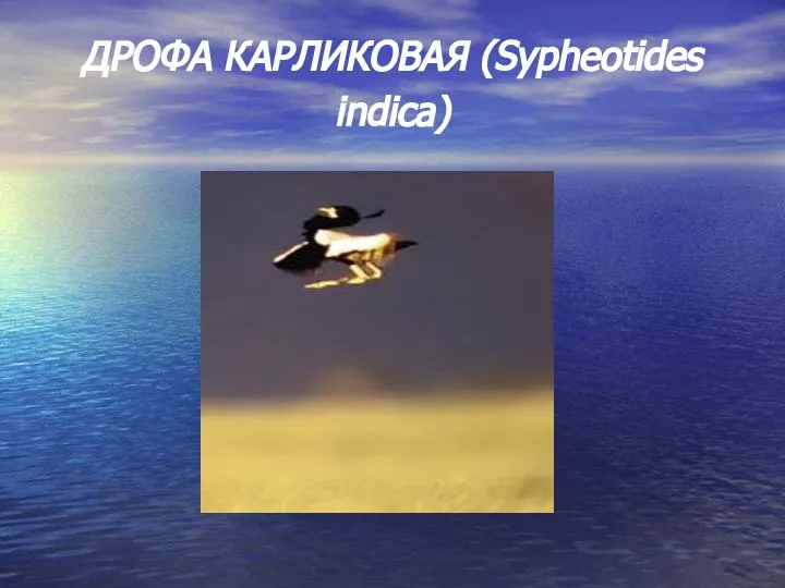 ДРОФА КАРЛИКОВАЯ (Sypheotides indica)