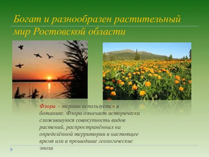 Богат и разнообразен растительный мир Ростовской области Флора - термин используется