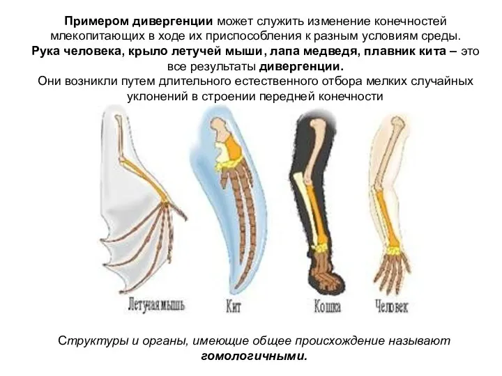 Структуры и органы, имеющие общее происхождение называют гомологичными. Примером дивергенции может