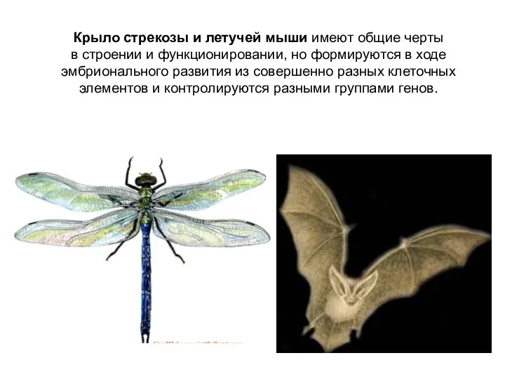 Крыло стрекозы и летучей мыши имеют общие черты в строении и