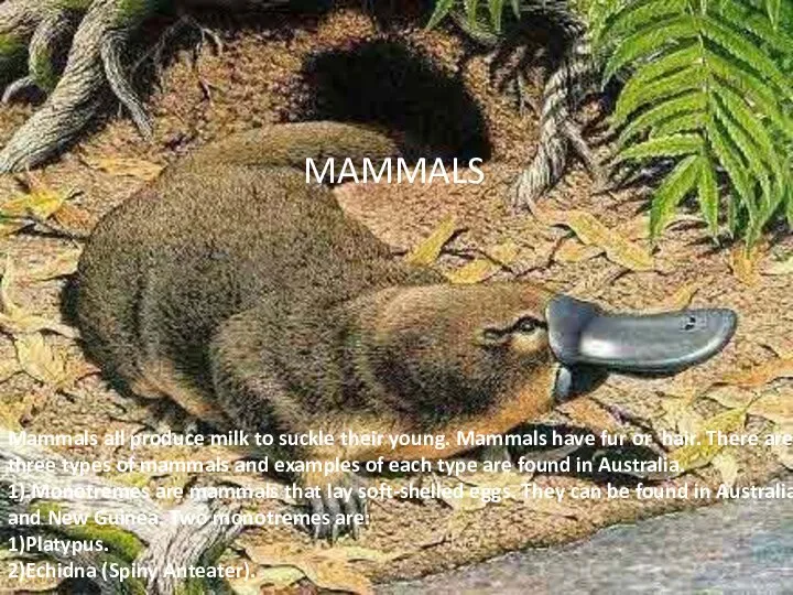 MAMMALS Mammals all produce milk to suckle their young. Mammals have