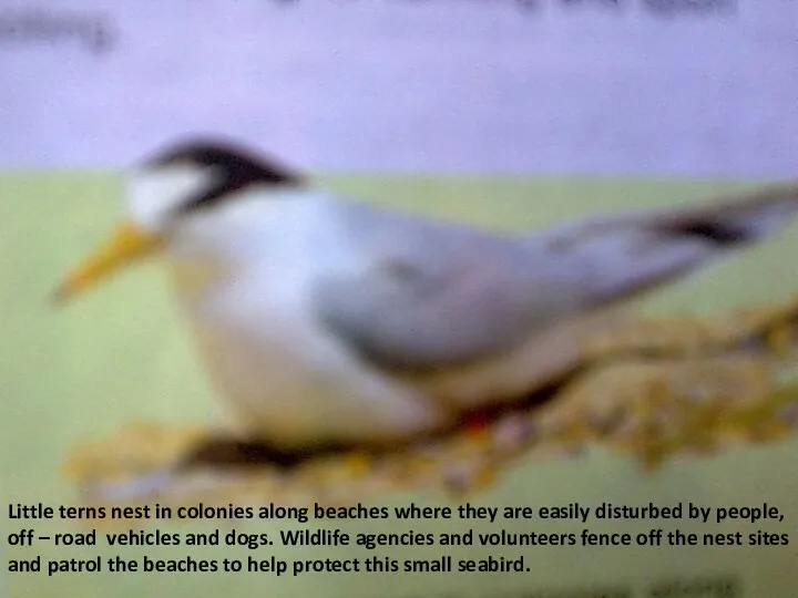 Little terns nest in colonies along beaches where they are easily