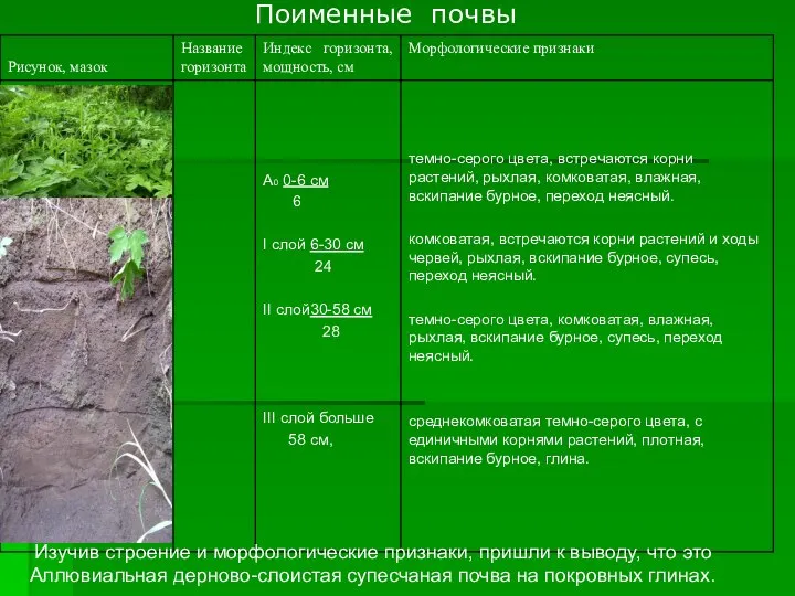 Поименные почвы Изучив строение и морфологические признаки, пришли к выводу, что