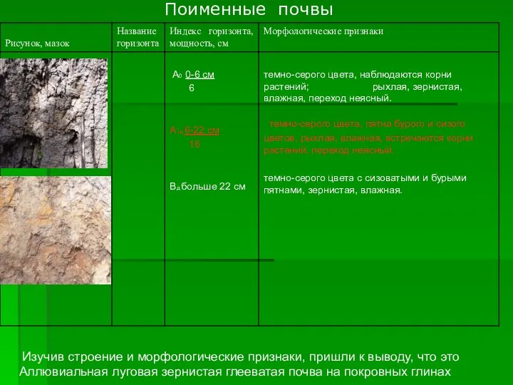 Поименные почвы Изучив строение и морфологические признаки, пришли к выводу, что