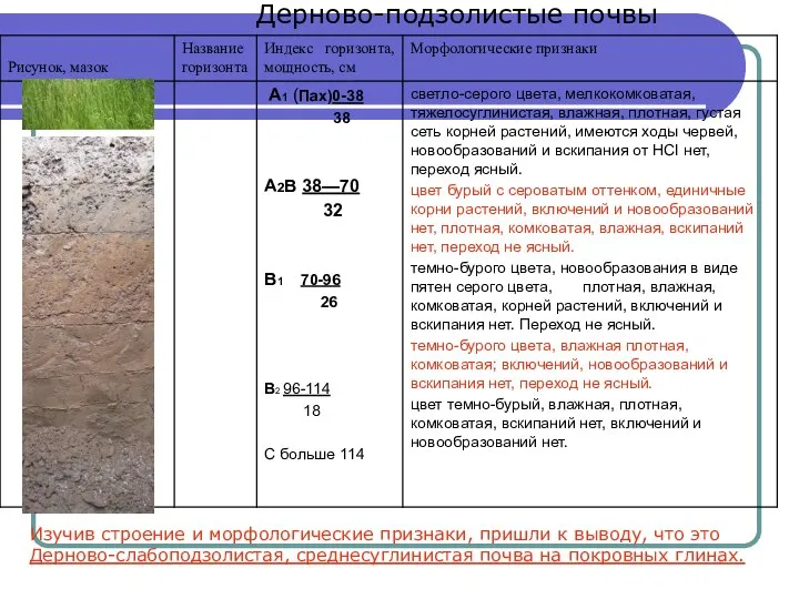 Дерново-подзолистые почвы Изучив строение и морфологические признаки, пришли к выводу, что