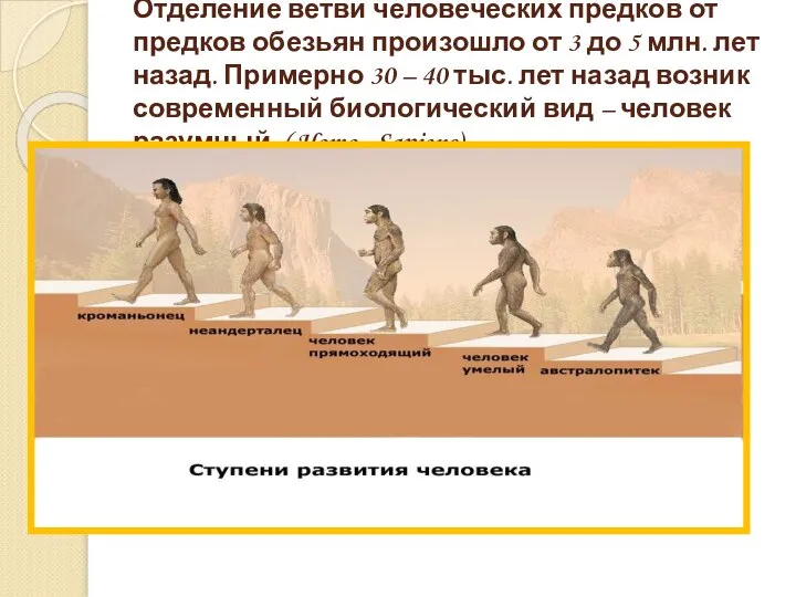 Отделение ветви человеческих предков от предков обезьян произошло от 3 до