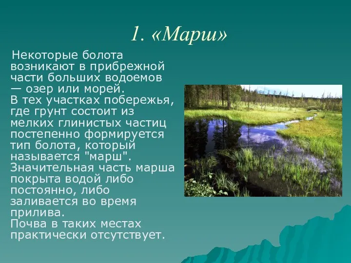 1. «Марш» Некоторые болота возникают в прибрежной части больших водоемов —