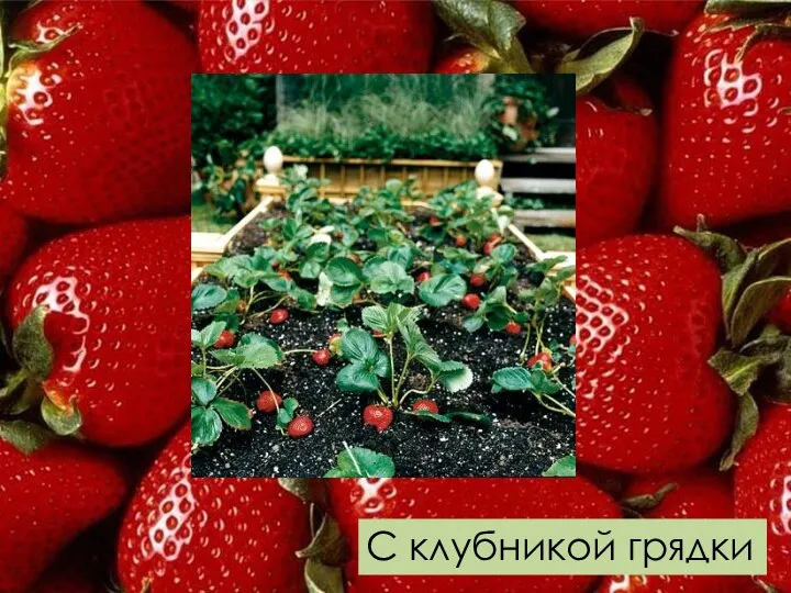 С клубникой грядки