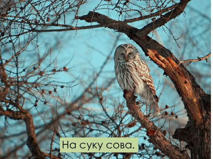 На суку сова.