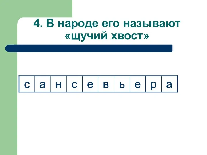 4. В народе его называют «щучий хвост»