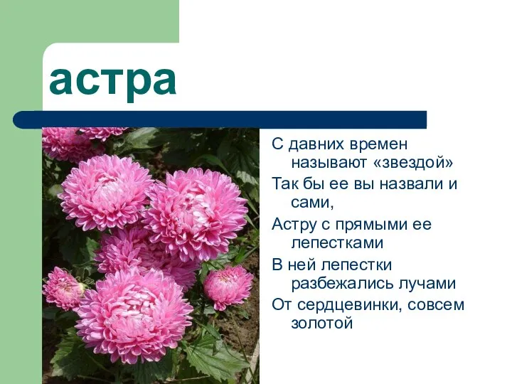 астра С давних времен называют «звездой» Так бы ее вы назвали