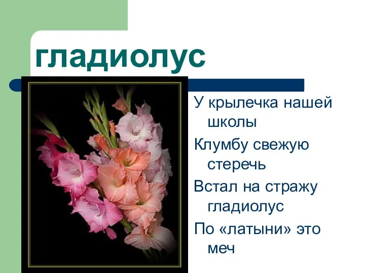 гладиолус У крылечка нашей школы Клумбу свежую стеречь Встал на стражу гладиолус По «латыни» это меч