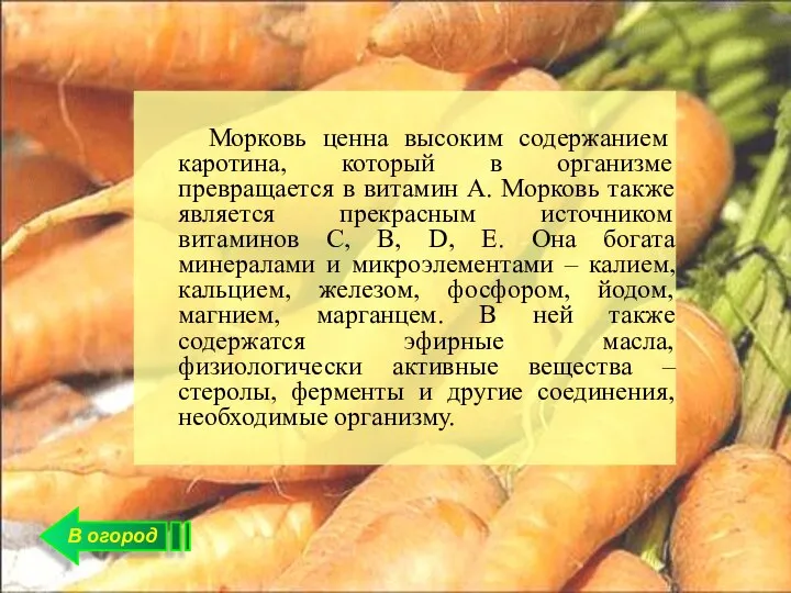 В огород Морковь ценна высоким содержанием каротина, который в организме превращается