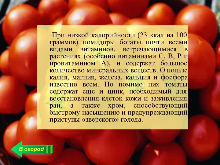 В огород При низкой калорийности (23 ккал на 100 граммов) помидоры