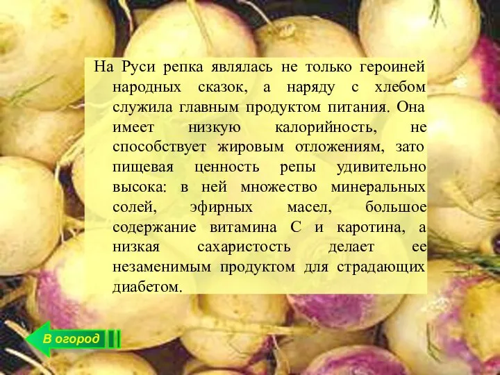 В огород На Руси репка являлась не только героиней народных сказок,