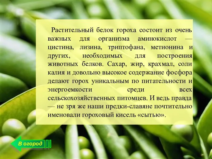 В огород Растительный белок гороха состоит из очень важных для организма