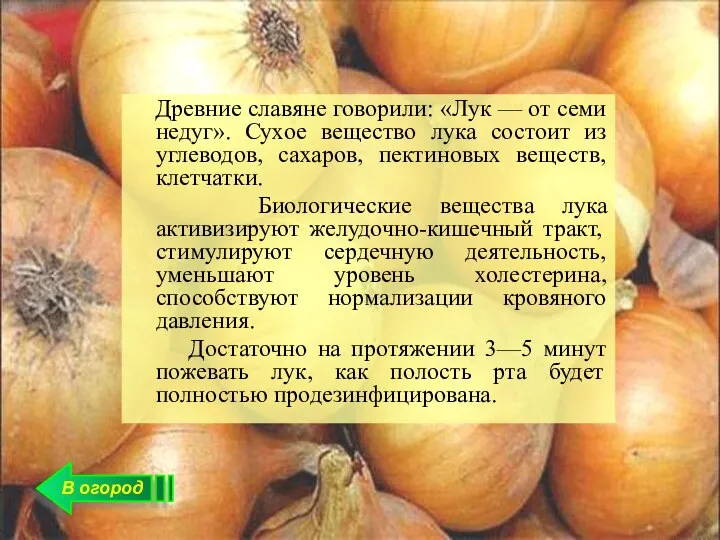 В огород Древние славяне говорили: «Лук — от семи недуг». Сухое