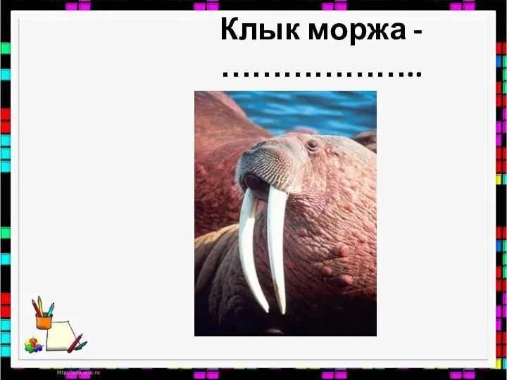 Клык моржа - ………………..