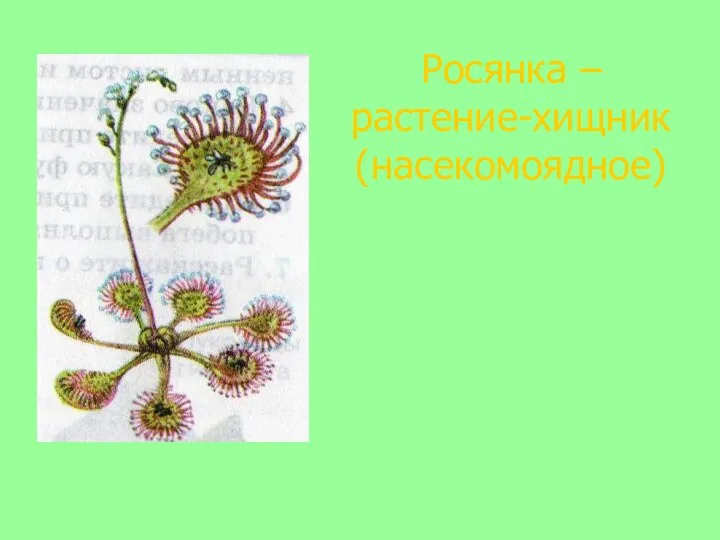 Росянка – растение-хищник (насекомоядное)