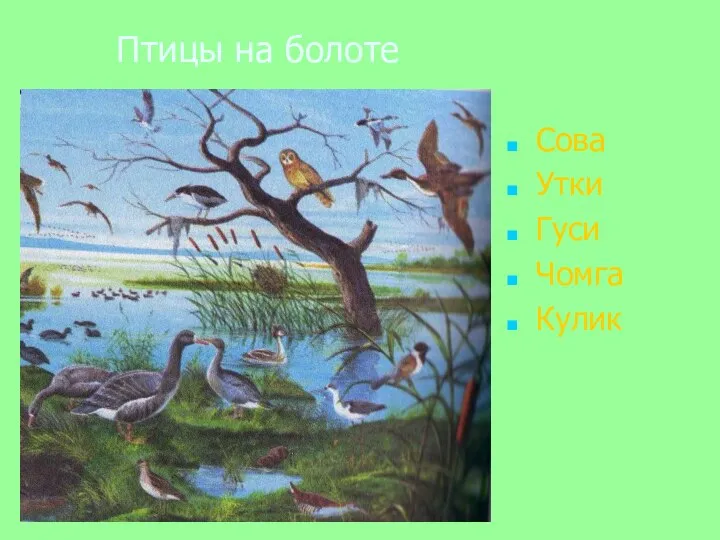 Птицы на болоте Сова Утки Гуси Чомга Кулик