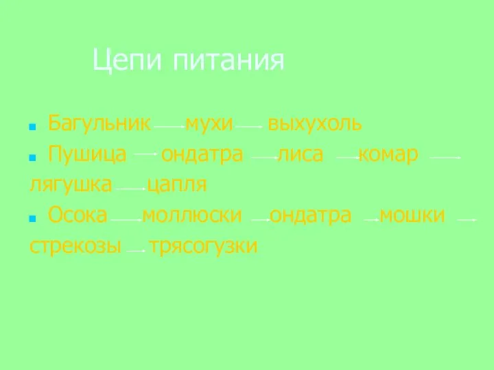 Цепи питания Багульник мухи выхухоль Пушица ондатра лиса комар лягушка цапля