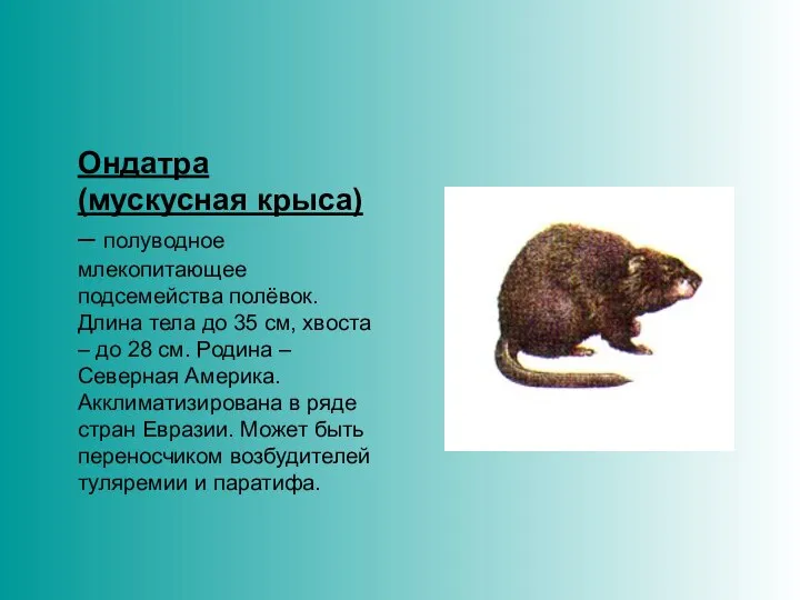 Ондатра (мускусная крыса) – полуводное млекопитающее подсемейства полёвок. Длина тела до