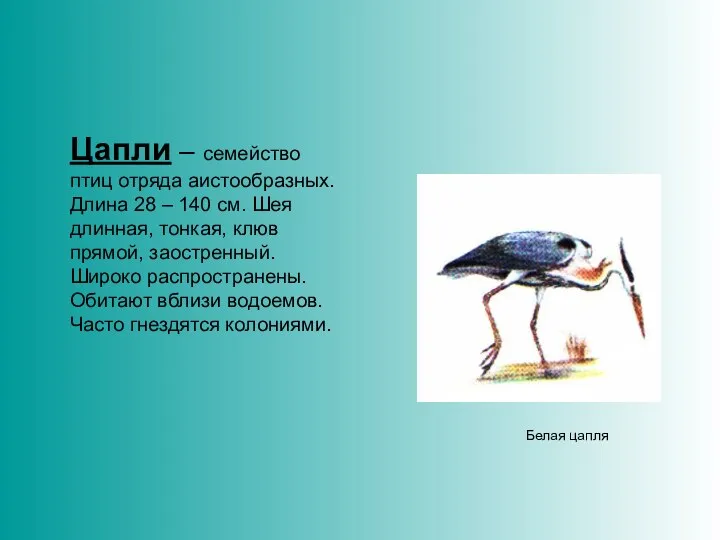 Цапли – семейство птиц отряда аистообразных. Длина 28 – 140 см.
